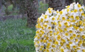 افزایش 21 درصدی تولید گل نرگس در خوزستان