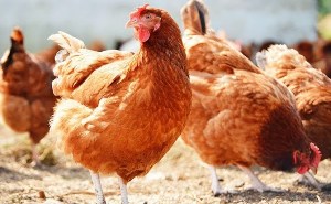 برخورد قانونی با عرضه کنندگان مرغ زنده