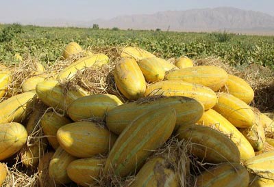 پربازدیدهای وبگردی؛