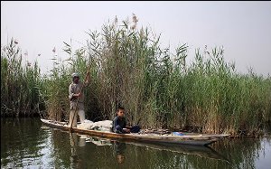 پساب های آلوده عامل تبدیل تالاب بین المللی شادگان به نیزار