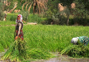 نصف محصولات کشاورزی آذربایجان غربی توسط زنان تولید میشود