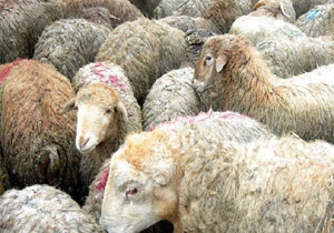 کشف 230 راس گوسفند قاچاق در بندرعباس