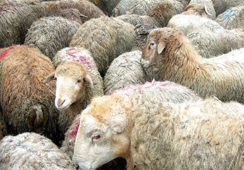 نوسان جزئی قیمت دام زنده در ایام پایانی سال / نرخ هر کیلو گوسفند زنده 17 هزار تومان