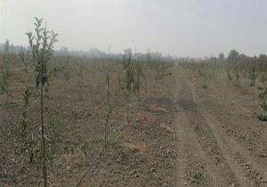 آغاز کمپین درخت کاری در ولایت قندوز