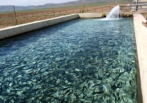 نظارت دامپزشکی بر مزارع آبزی پروری شهرستان نهبندان