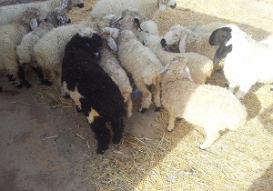کشف ۱۸ راس احشام قاچاق در زاهدان
