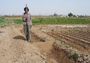 بخش کشاورزی ابرکوه با مشکل کمبود آب روبه رو است