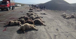 کشته شدن 20 راس گوسفند بر اثر برخورد تریلی با گله