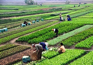 ایجاد اشتغال روستایی در همدان