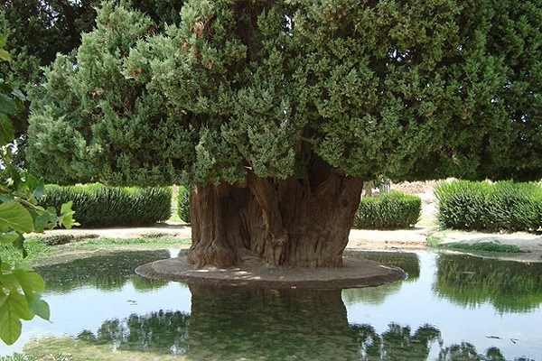 میراث فرهنگی در اردیبهشت ماه؛ از ثبت ملی سرو کهنسال دربید یزد تا اجرای طرح کاشی ماندگار(ویژه نوروز)