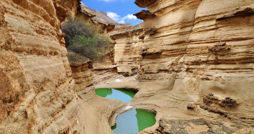 میراث فرهنگی در اردیبهشت ماه؛ از ثبت ملی سرو کهنسال دربید یزد تا اجرای طرح کاشی ماندگار(ویژه نوروز)