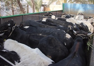 کشف احشام قاچاق در سراوان