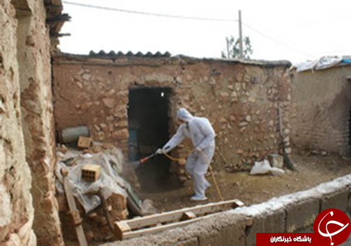 ردپای آنفلوانزای پرندگان درروستای چشمه شیرین پلدختر