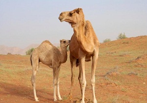 نمونه گیری از 270 نفر شتر برای بررسی بیماری سورا در نهبندان