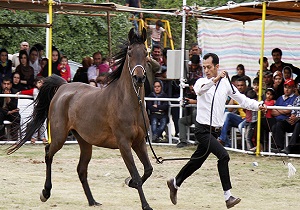 آغاز جشنواره ملی اسب اصیل عرب به میزبانی شوش