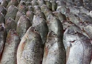 برخورد با ماهی فروشان دوره گرد در سیستان و بلوچستان