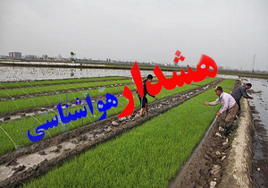 هشدار هواشناسی مازندران به شالیکاران با آغاز وزش باد گرم