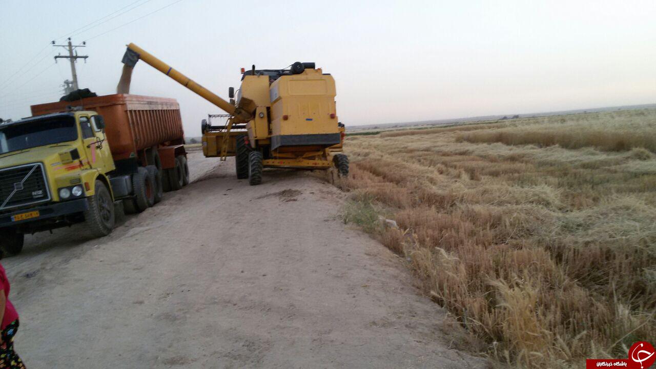شروع برداشت مزارع گندم خوزستان + تصاویر