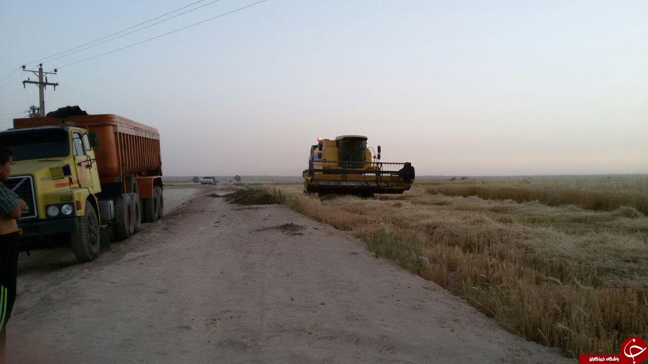شروع برداشت مزارع گندم خوزستان + تصاویر