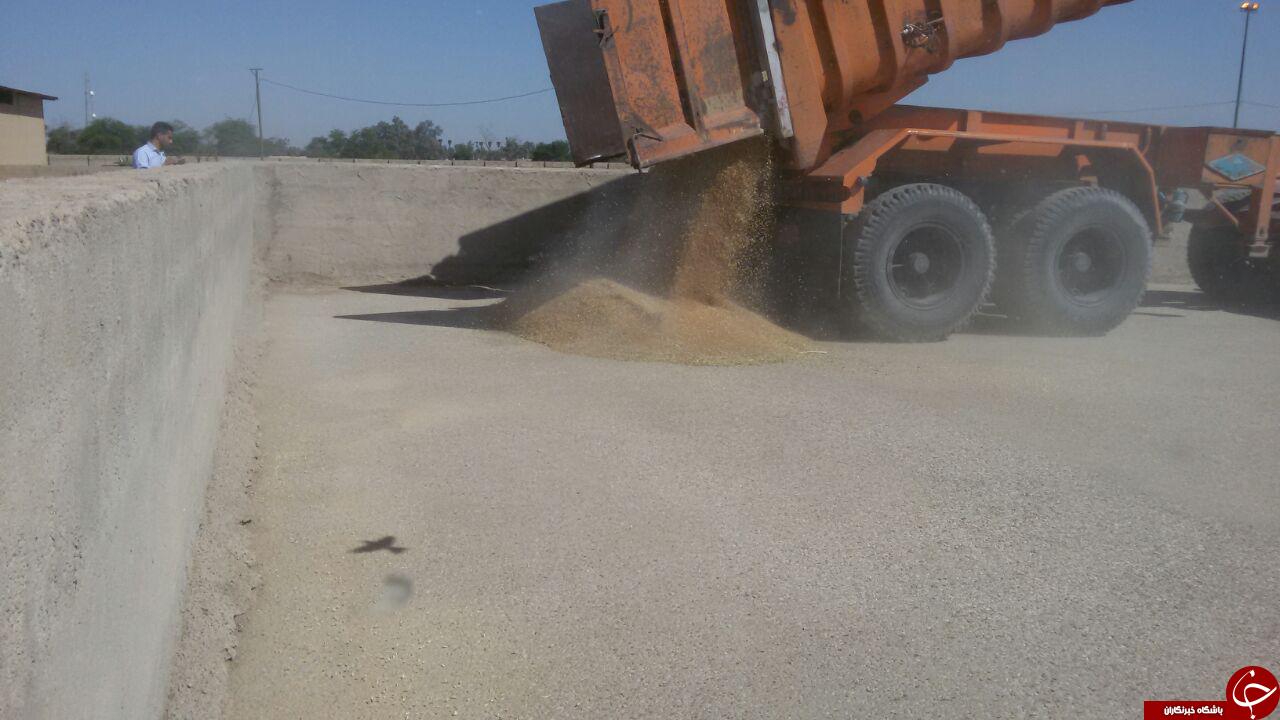 شروع برداشت مزارع گندم خوزستان + تصاویر