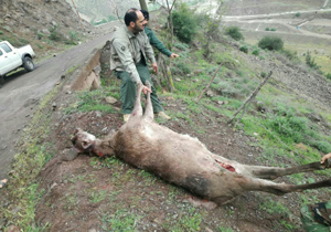 کشف لاشه گوزن و گوساله در آمل