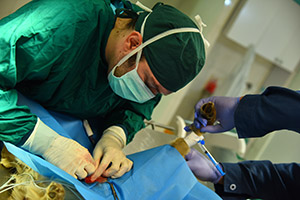 خدمت رسانی ۳۸مرکز دامپزشکی در جنوب کرمان