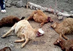 حمله گرگ ها به گله گوسفند
