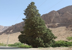 ثبت ملی درخت سرو شادکام