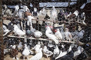 برگزاری کارگروه ساماندهی پرنده فروشی های دزفول