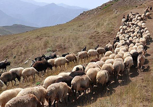 چرای دام در مراتع مهاباد از 15 اردیبهشت آزاد است