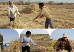 آغازبرداشت جو در 550 هکتار از زمینهای خور و بیابانک استان اصفهان
