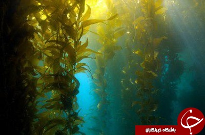 فرمول&zwnj;های غذایی خاص برای افزایش شانس باروری + اسامی