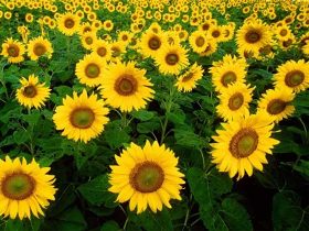 اجرای کشت آفتابگردان برای نخستین بار در اندیمشک