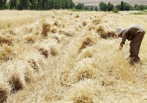 پیش بینی برداشت 59 هزار تن جو در استان