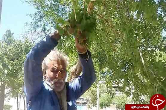 مردی که درختان با دیدن او لرزه بر قامتشان می&zwnj;افتد