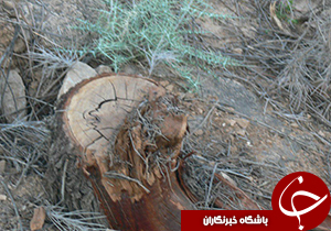 قطع ده‌ها اصله درخت در جنگل‌های آباده طشک