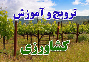 اجرای 21 طرح ترویجی بخش کشاورزی