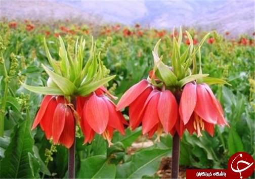 دشت دالانی الیگودرز دشتی پر از لاله&zwnj;های واژگون +تصاویر