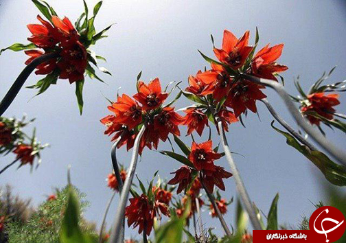 دشت دالانی الیگودرز دشتی پر از لاله&zwnj;های واژگون +تصاویر