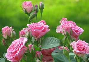 توزیع 22 هزار اصله نهال گل محمدی در شهرستان نمین