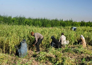 ارائه تسهیلات و طرح‌های خاص در مناطق روستایی ضروری است