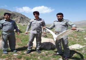 رهاسازی یک قطعه حواصیل سفید در شهرستان دلفان