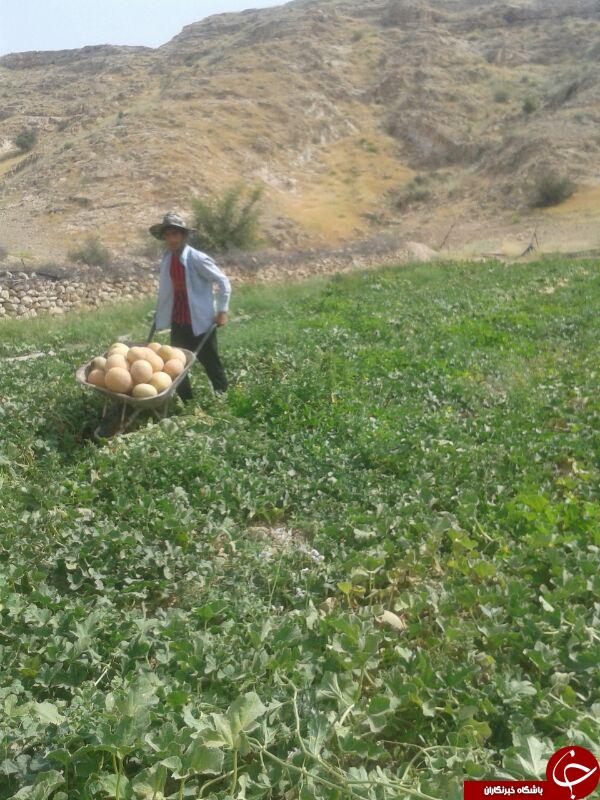 برداشت طالبی در روستای دارالمیزان + تصاویر