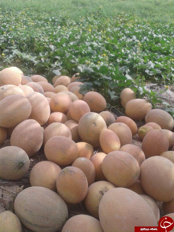 برداشت طالبی در روستای دارالمیزان + تصاویر