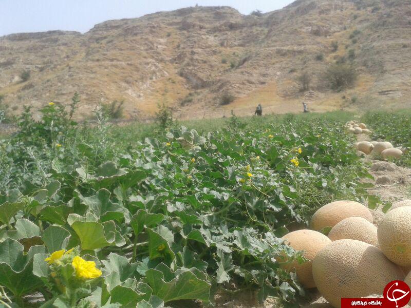 برداشت طالبی در روستای دارالمیزان + تصاویر