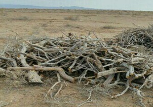 قطع درختان سرسبز برای سودجویی + فیلم