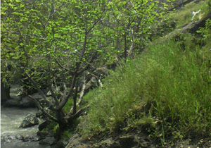 طبیعت زیبا و بکر روستای برکان چالوس + فیلم