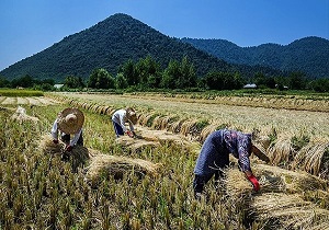 پرداخت ۲۸۳ میلیارد ریال غرامت به کشاورزان خسارت دیده آذربایجان غربی
