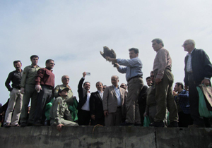 رهاسازی پرندگان زخمی در طبیعت