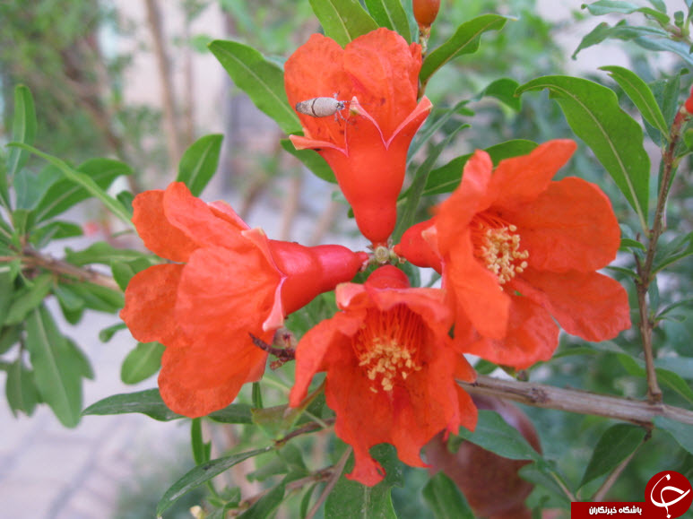 شکوفه&zwnj;های زیبای درخت انار در کاشان + تصاویر